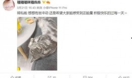 谁爆料绿色神经猫的视频,揭秘网络红星的神秘面纱